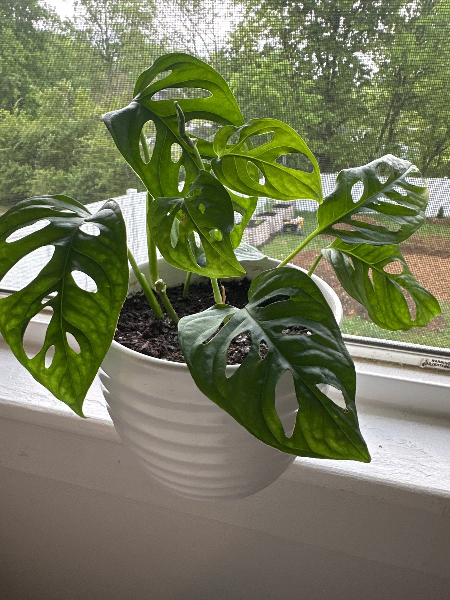 MONSTERA DELICIOSA - SWISS CHEESE PLANT