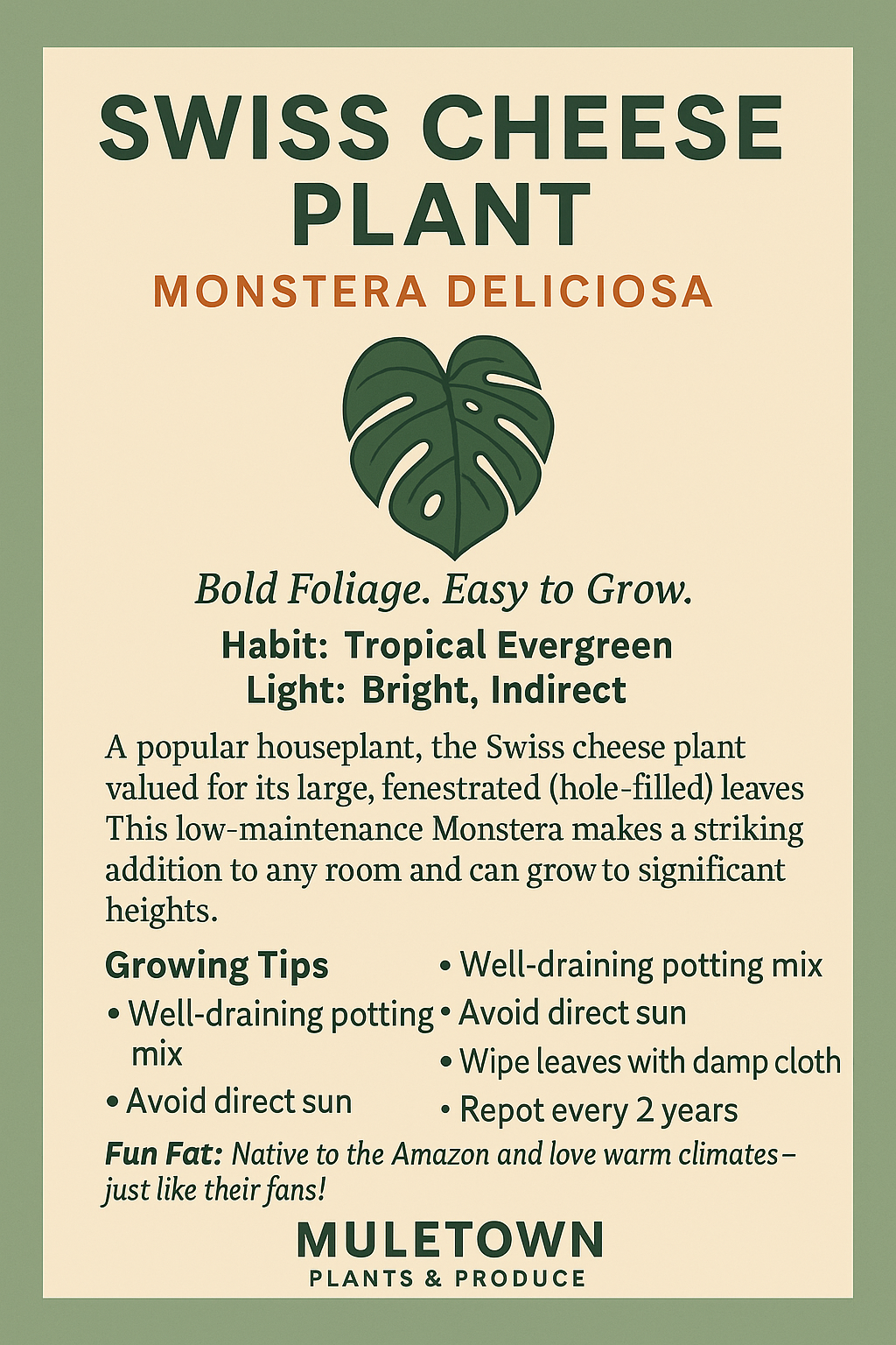 MONSTERA DELICIOSA - SWISS CHEESE PLANT