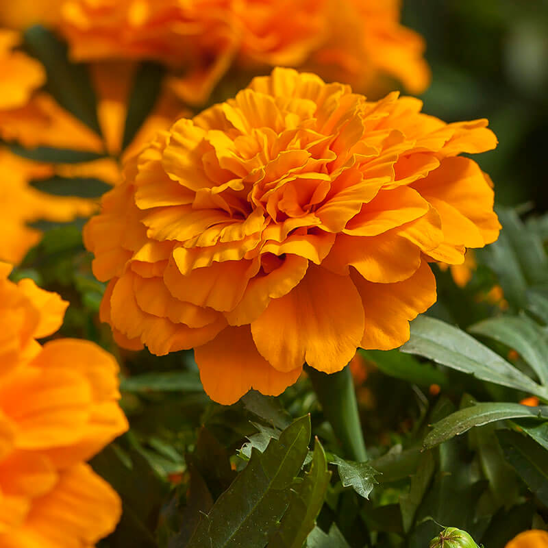 Marigold