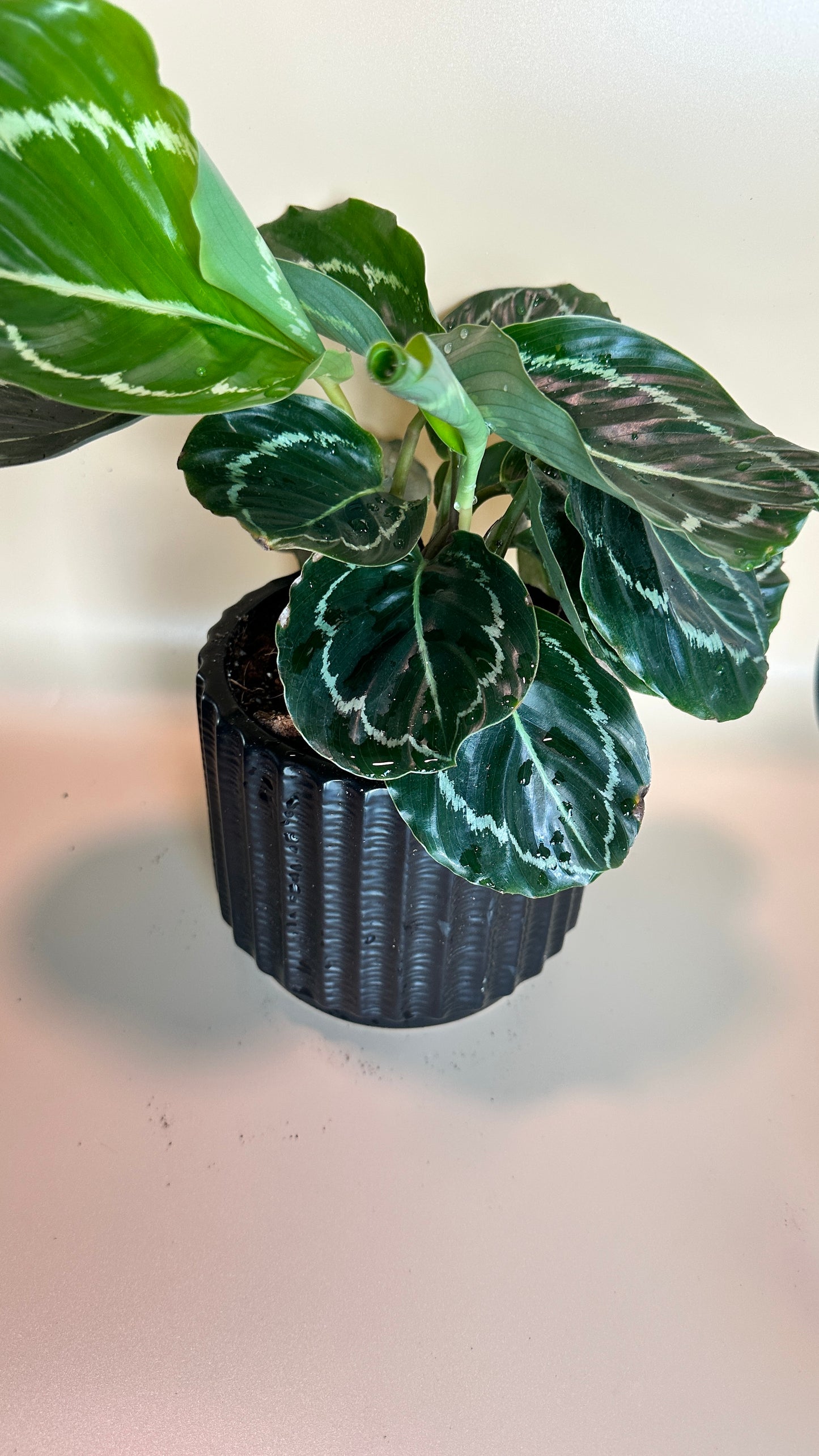 Calathea Green Goddess in Black Textured Pot