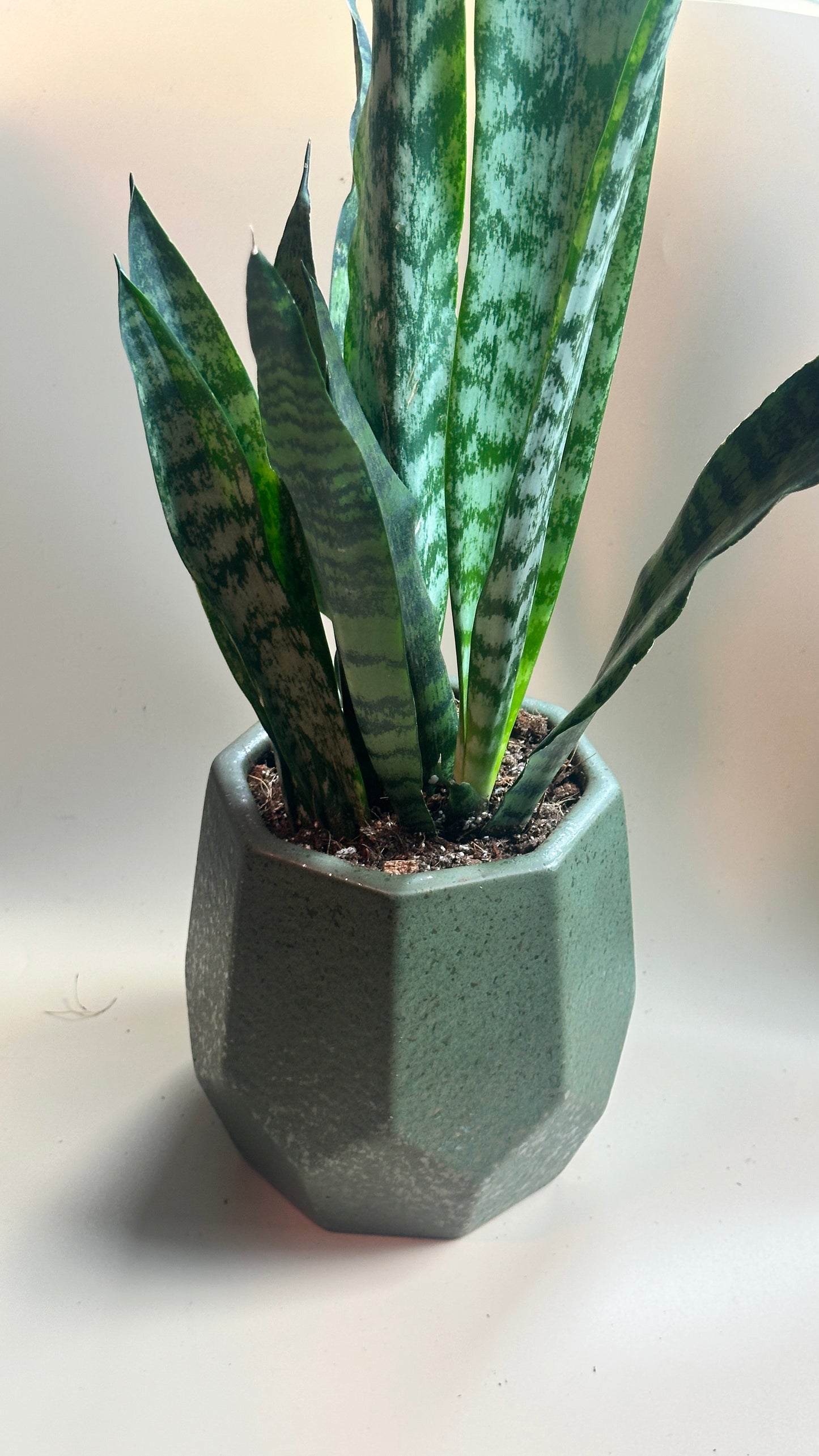 Sansevieria trifasciata (Snake Plant / Mother-in-Law’s Tongue