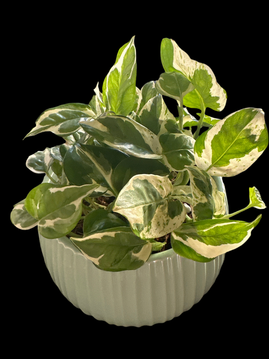 Pothos NJoy - Vagabond Hair Studio Consignment