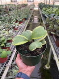HOYA HEART VARIEGATED 6-inch