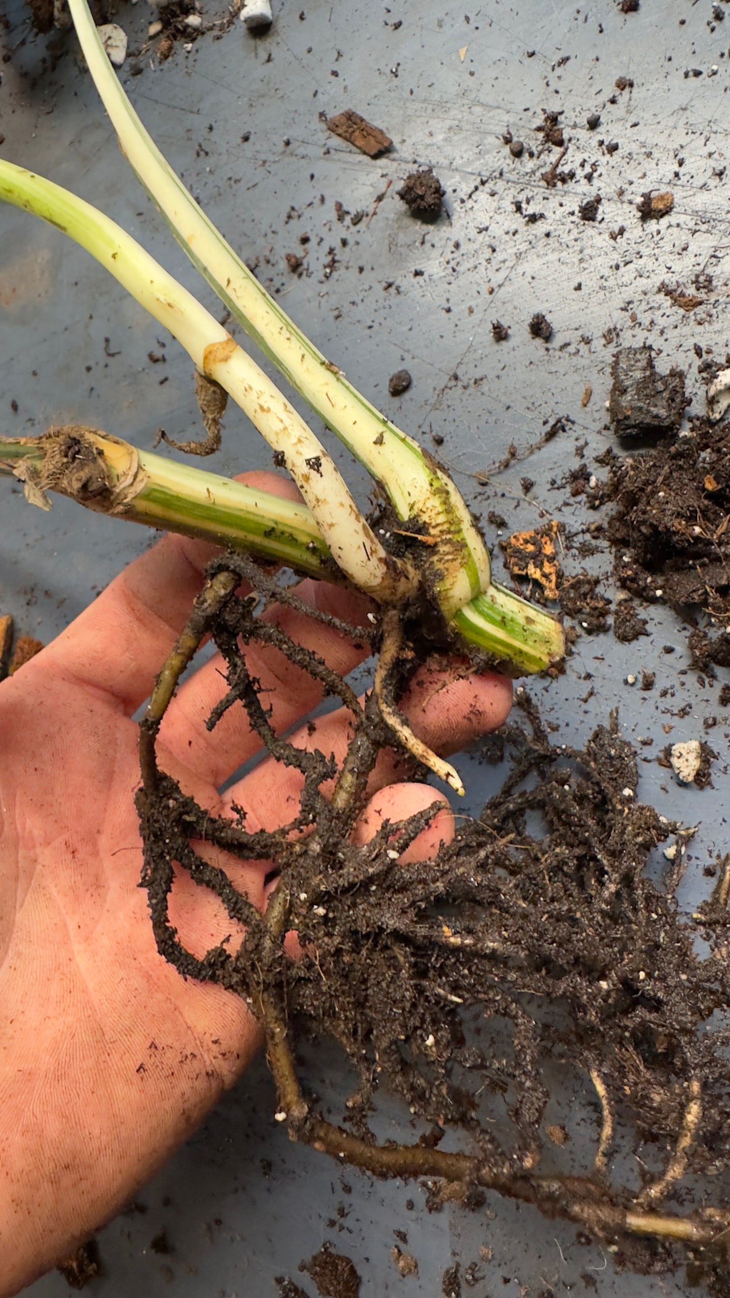 Monstera Albo Freshly Rooted Cutting - 0015