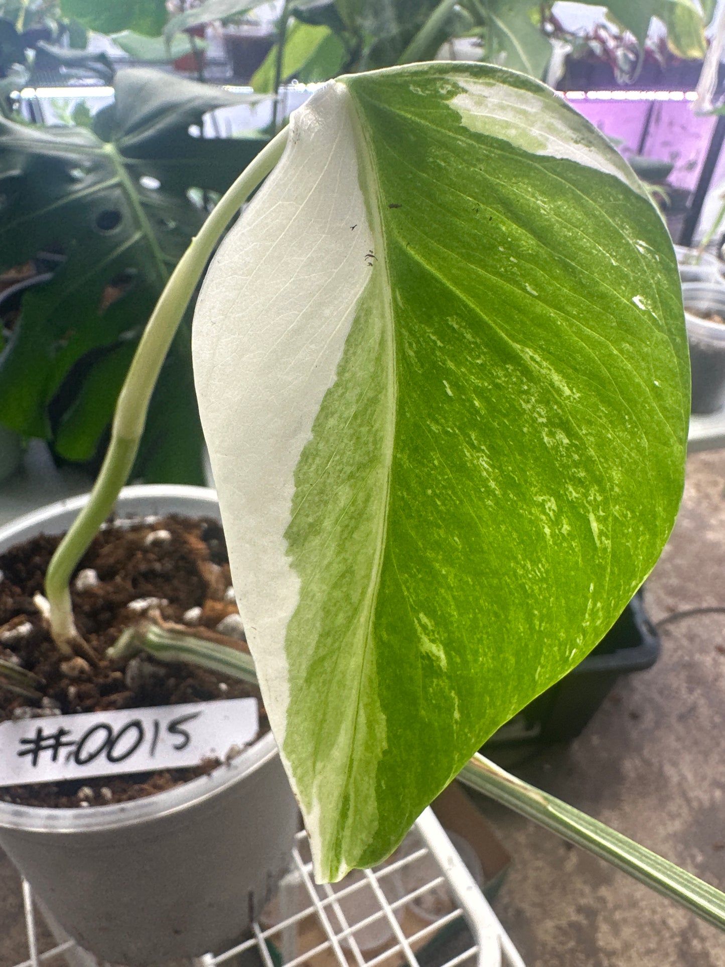 Monstera Albo Freshly Rooted Cutting - 0015