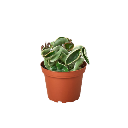 HOYA ROPE VARIEGATED 4-inch