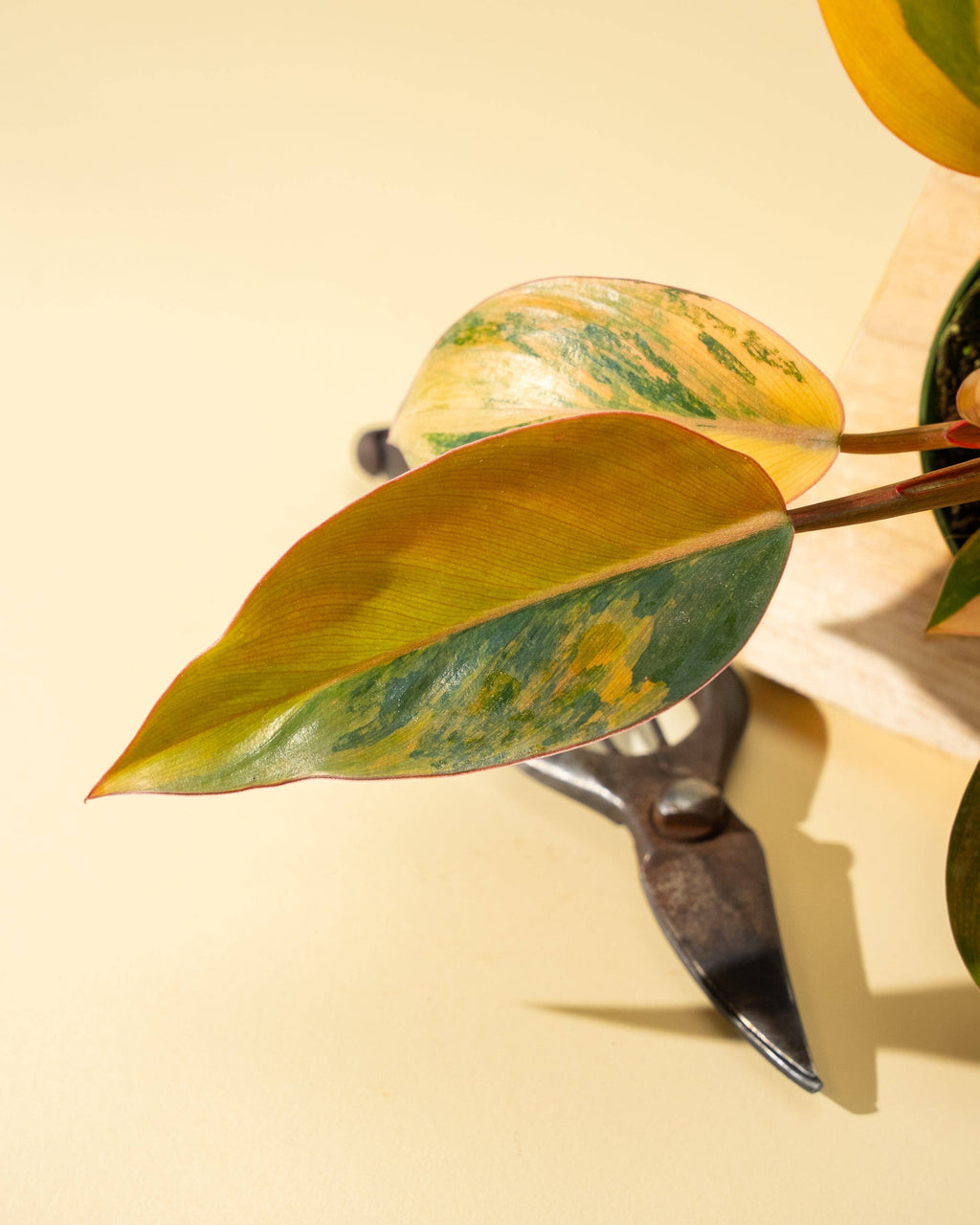 4" Variegated Philodendron Red Congo 'Red Hot'