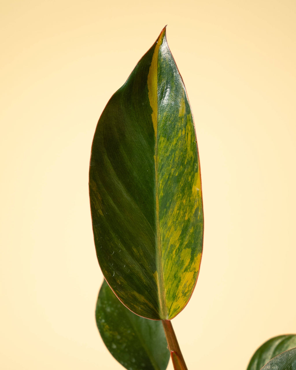 4" Variegated Philodendron Red Congo 'Red Hot'