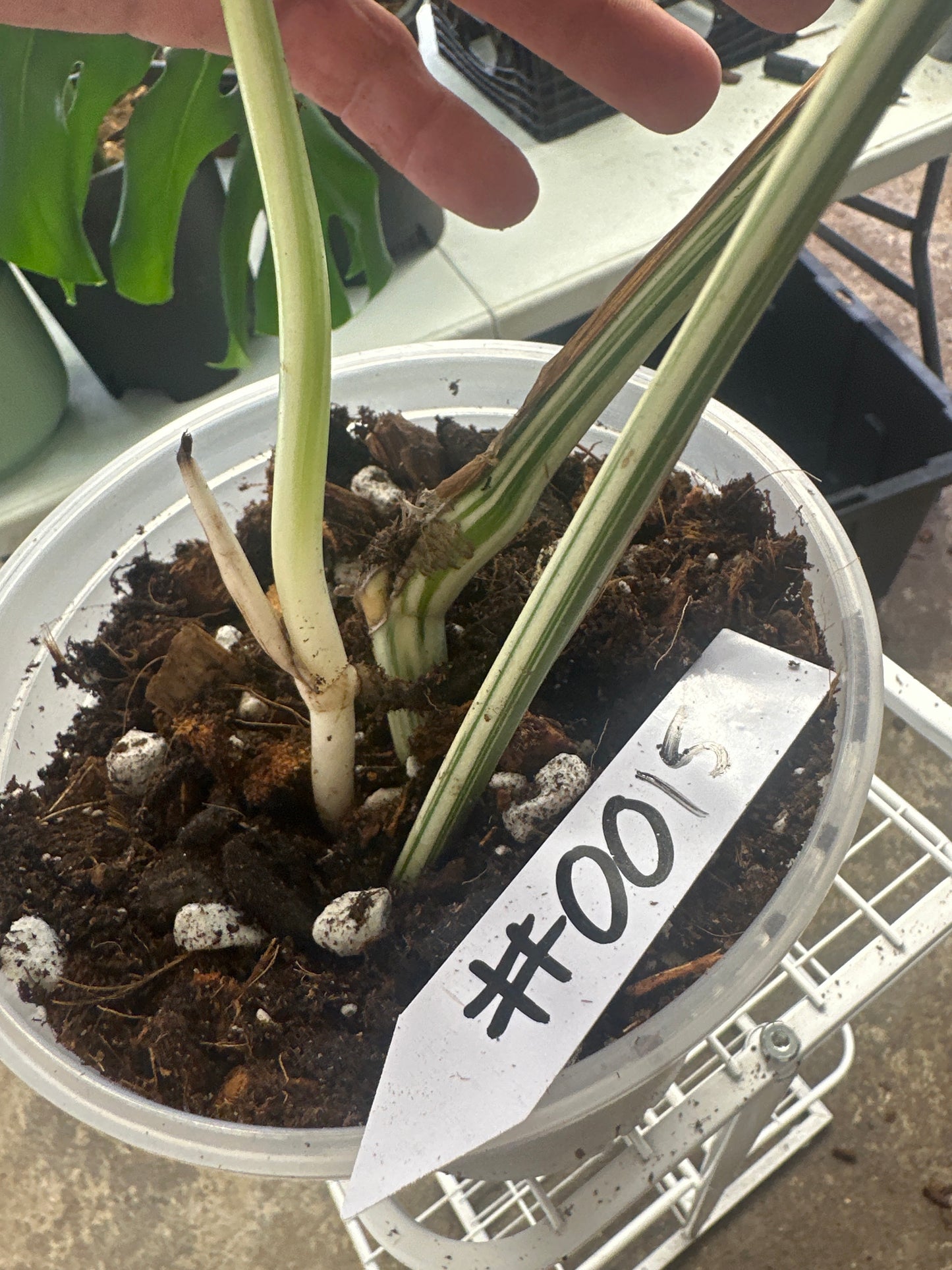 Monstera Albo Freshly Rooted Cutting - 0015
