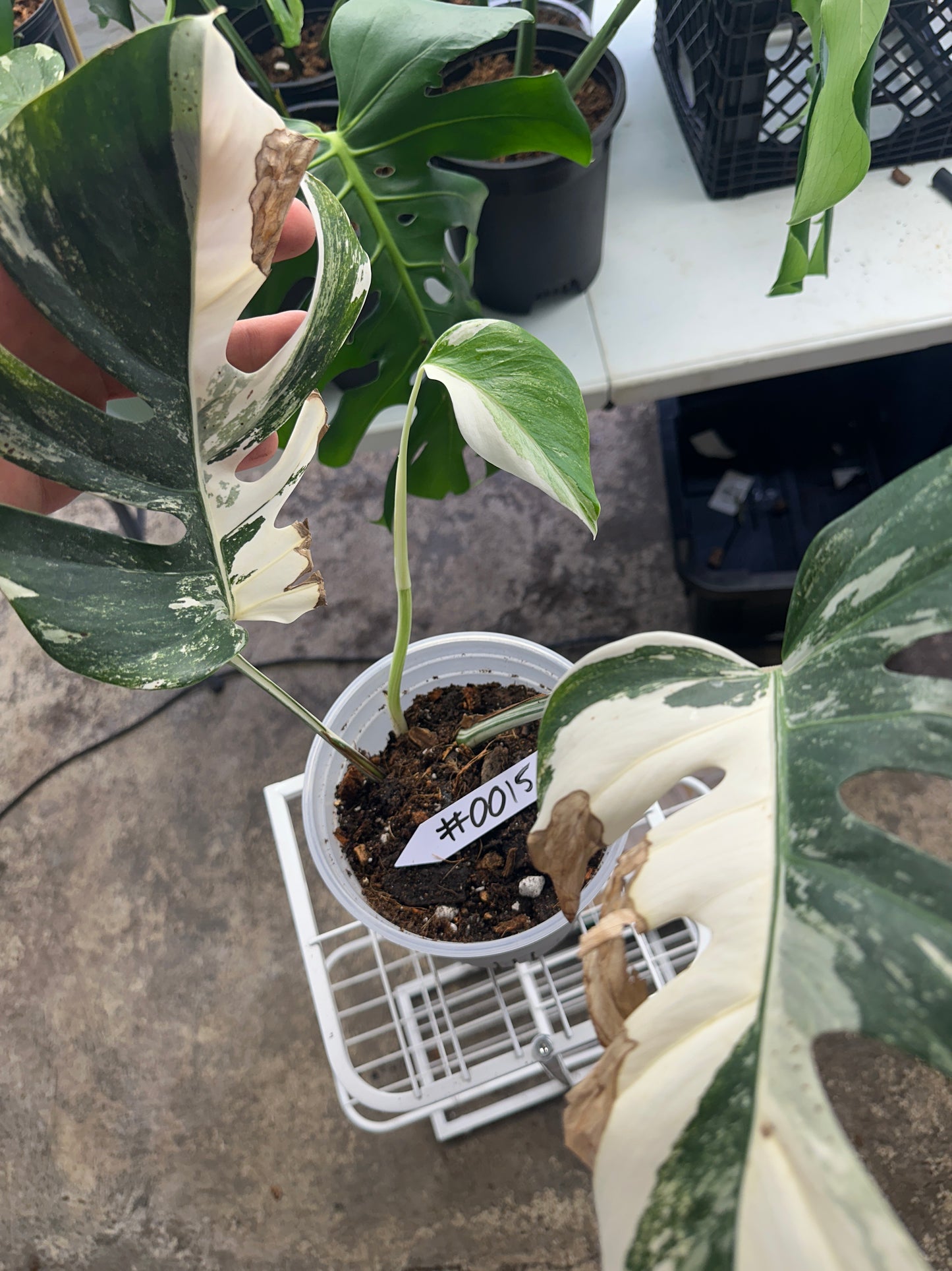 Monstera Albo Freshly Rooted Cutting - 0015