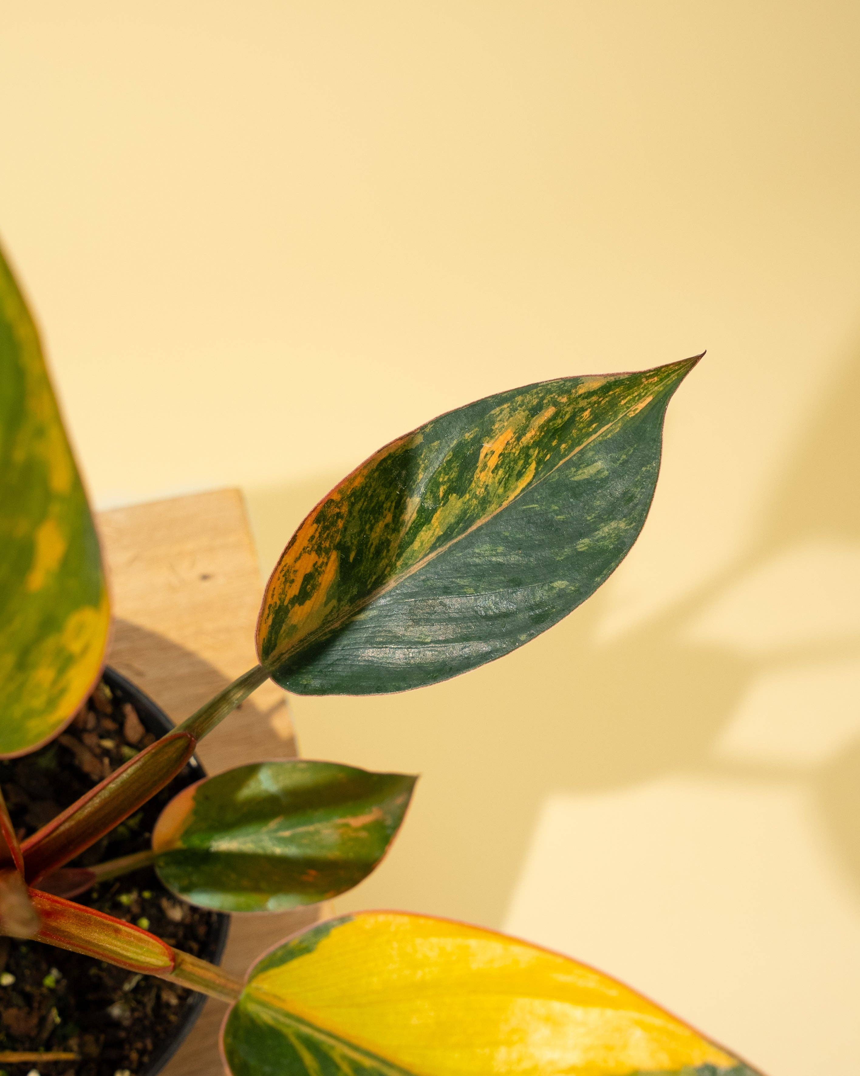 4" Variegated Philodendron Red Congo 'Red Hot'