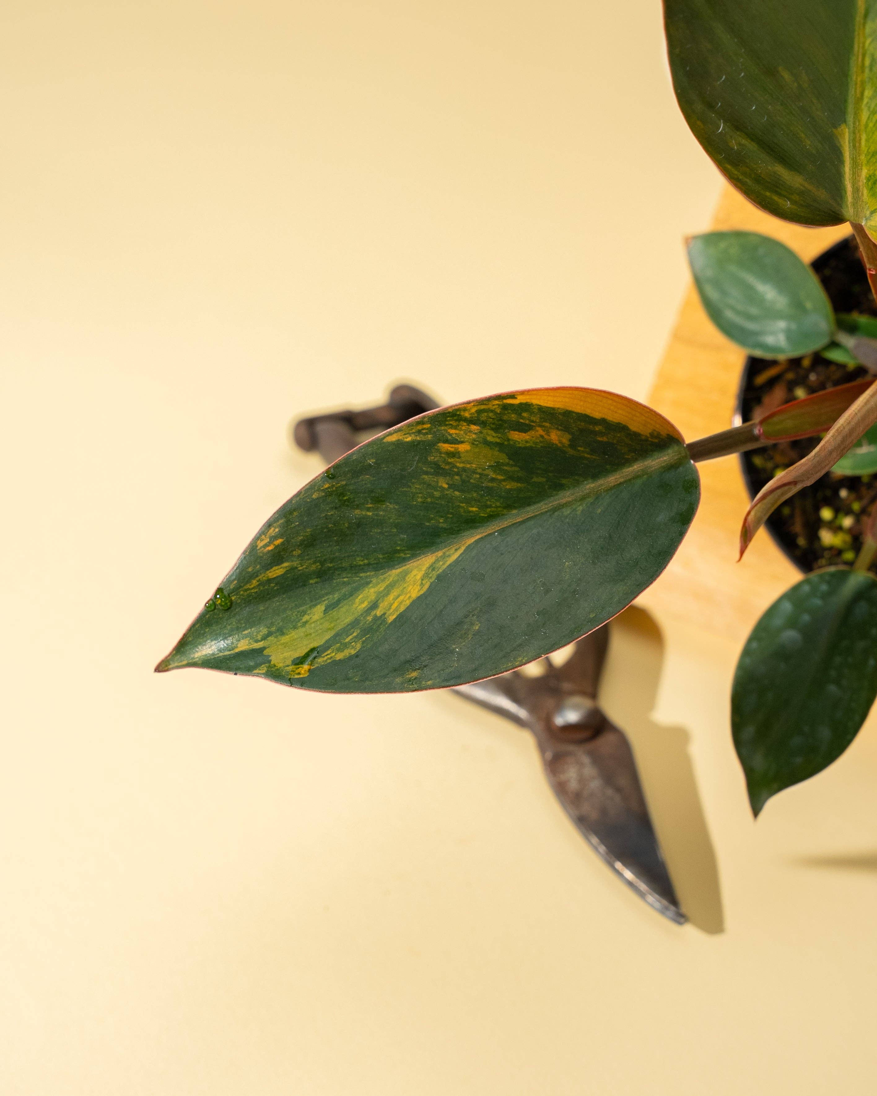 4" Variegated Philodendron Red Congo 'Red Hot'