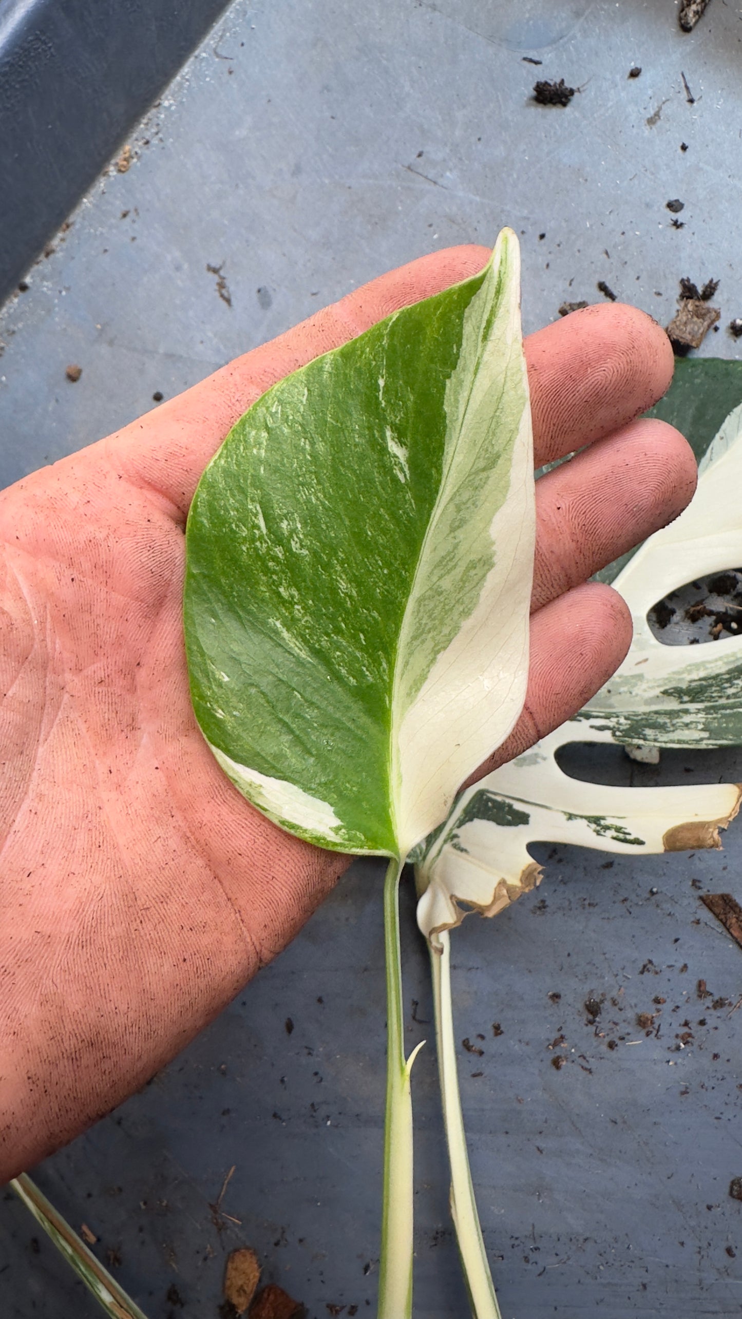 Monstera Albo Freshly Rooted Cutting - 0015