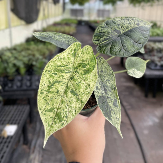 Variegated Alocasia Dragonscale Mint - 4" Live Plant - RARE