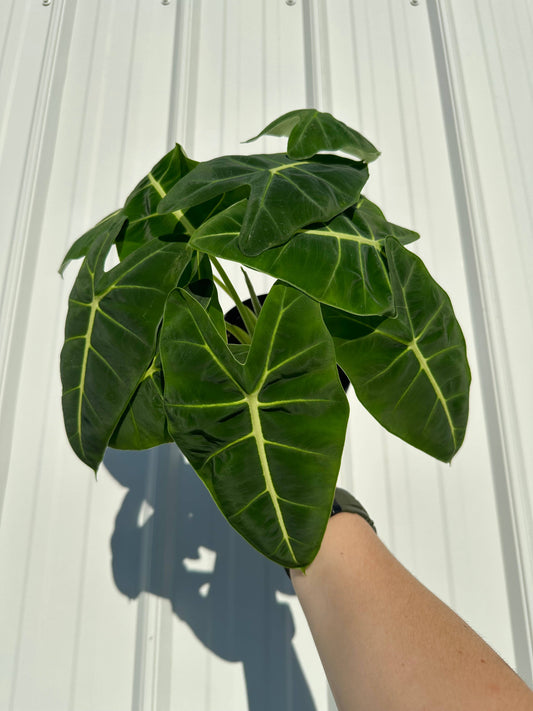 Alocasia Frydek - Alocasia Micholitziana 6”