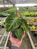 Philodendron 'Verrucosum' - 6" Pot