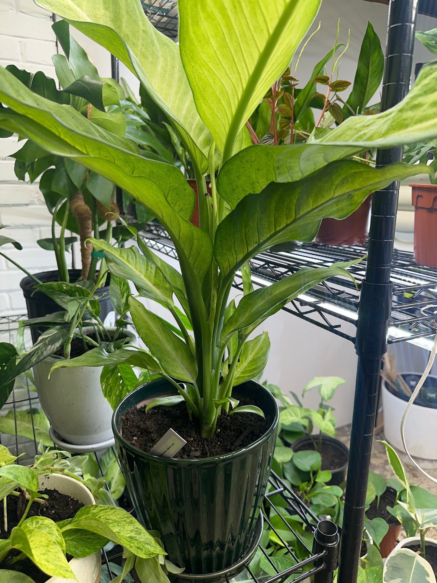 Dieffenbachia Camouflage