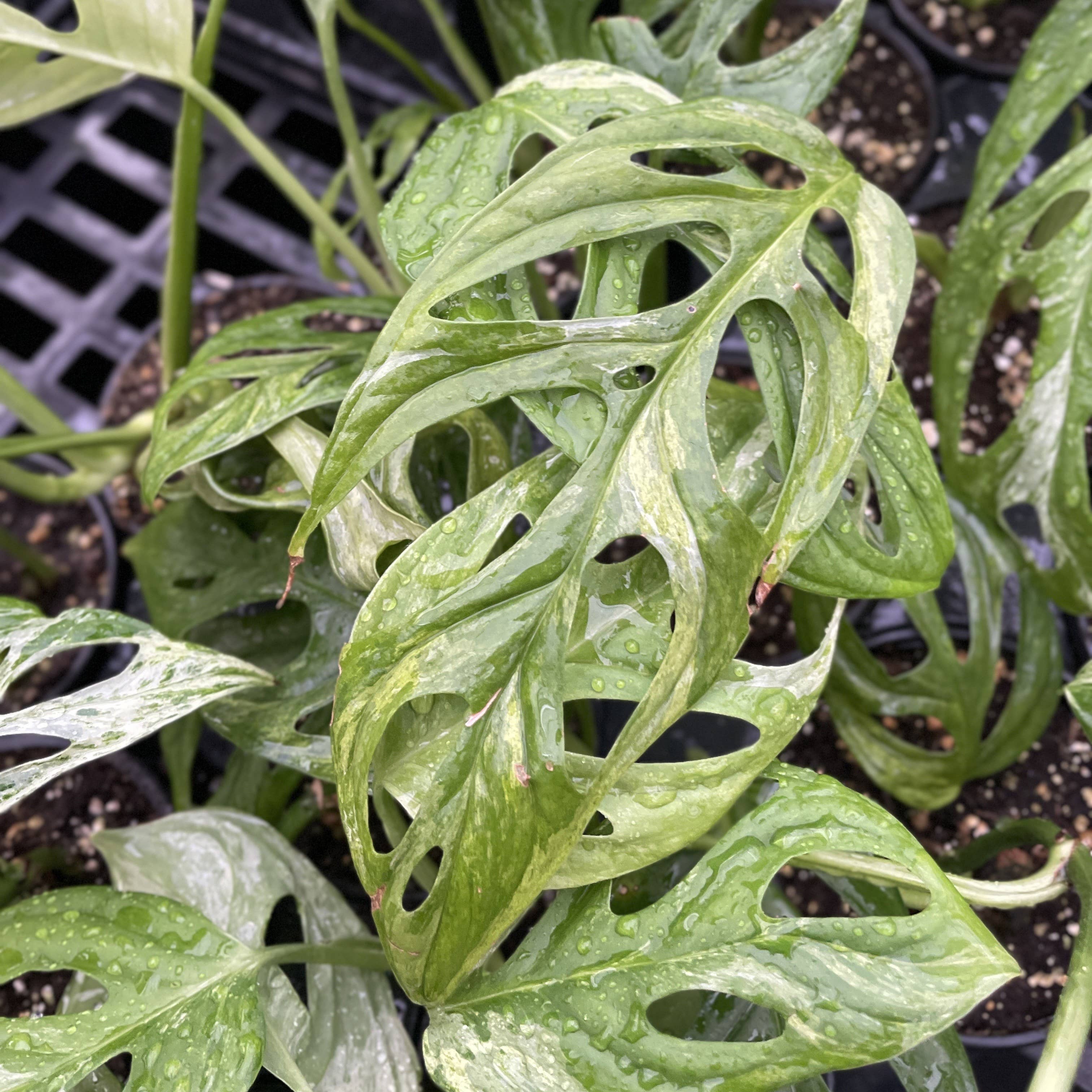 Indo Mint Variegated Swiss Cheese Monstera - Live Plant