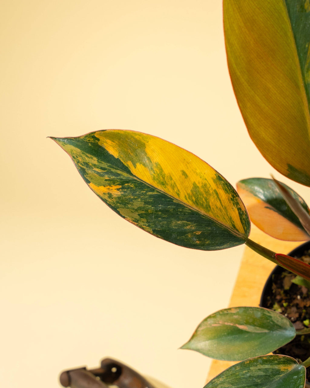 4" Variegated Philodendron Red Congo 'Red Hot'