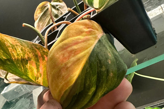 variegated mican