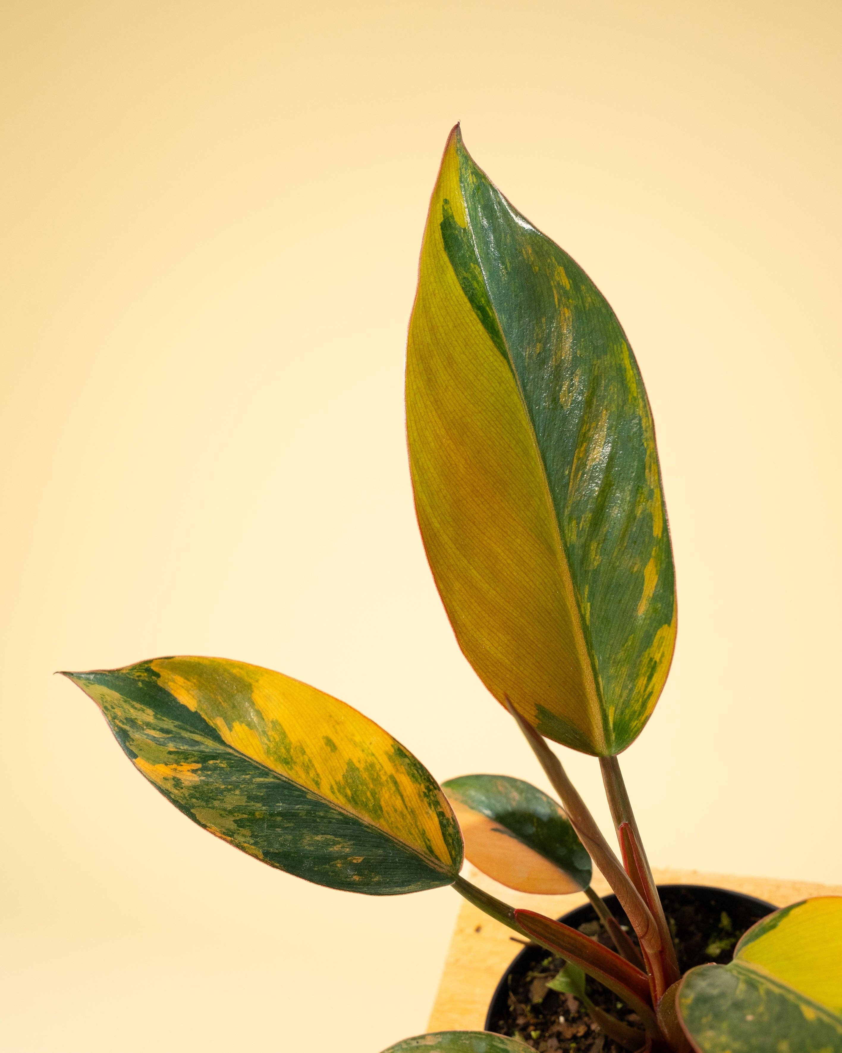4" Variegated Philodendron Red Congo 'Red Hot'