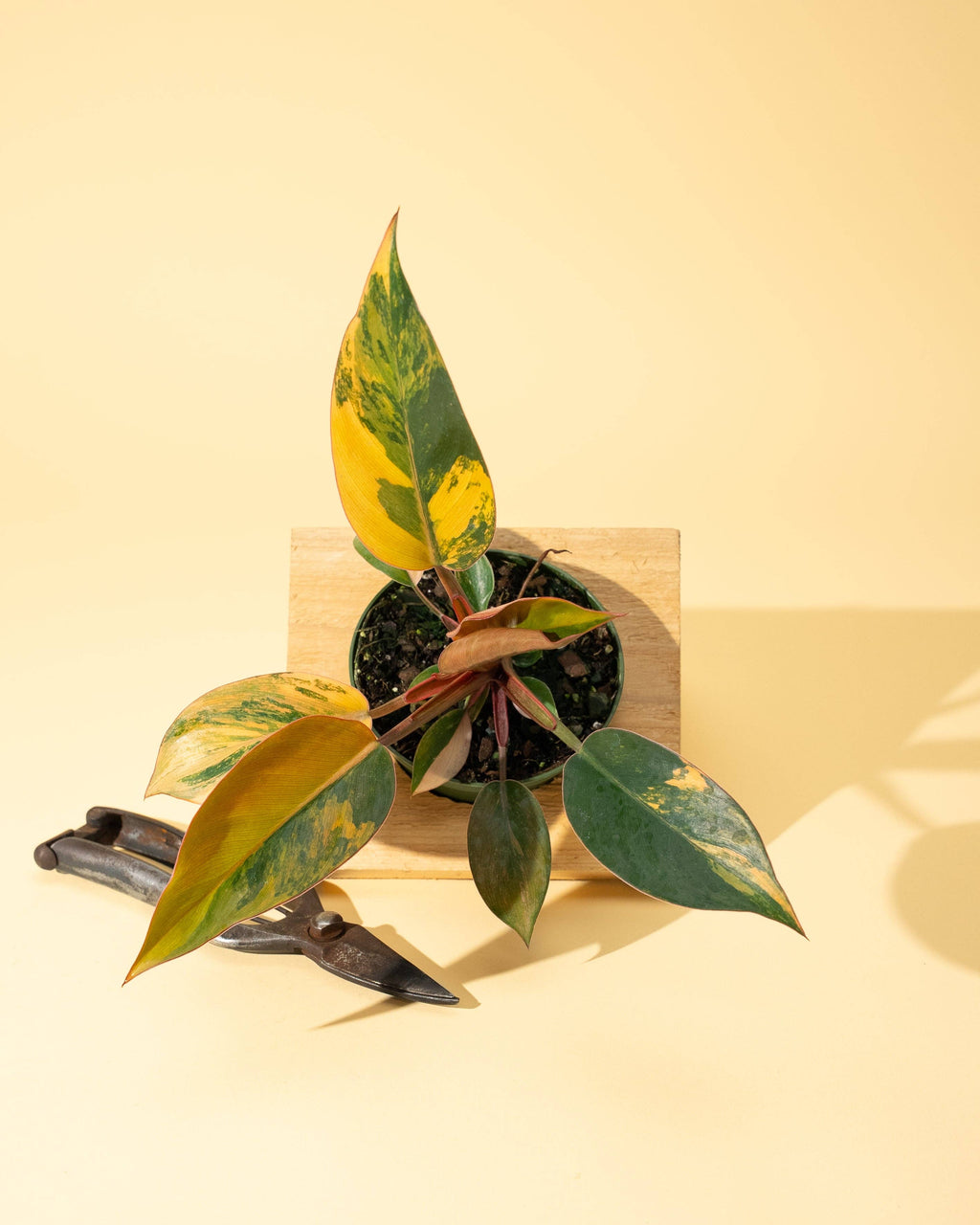 4" Variegated Philodendron Red Congo 'Red Hot'