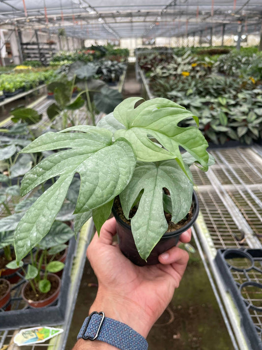 Amydrium 'Silver' - 4" Pot