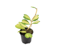 Hoya Kerri Heart Inner Variegated 4 inch Grower Pot