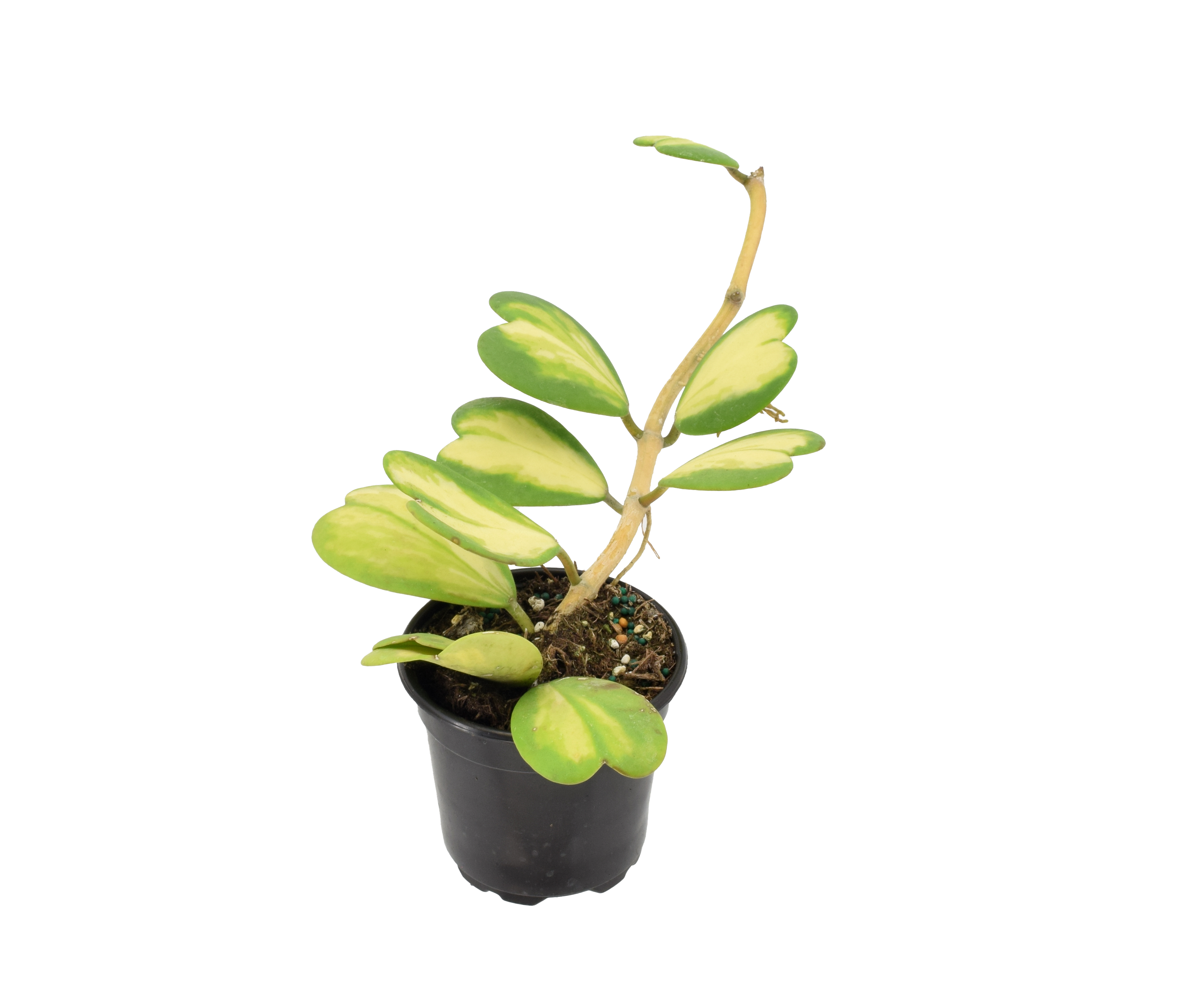 Hoya Kerri Heart Inner Variegated 4 inch Grower Pot