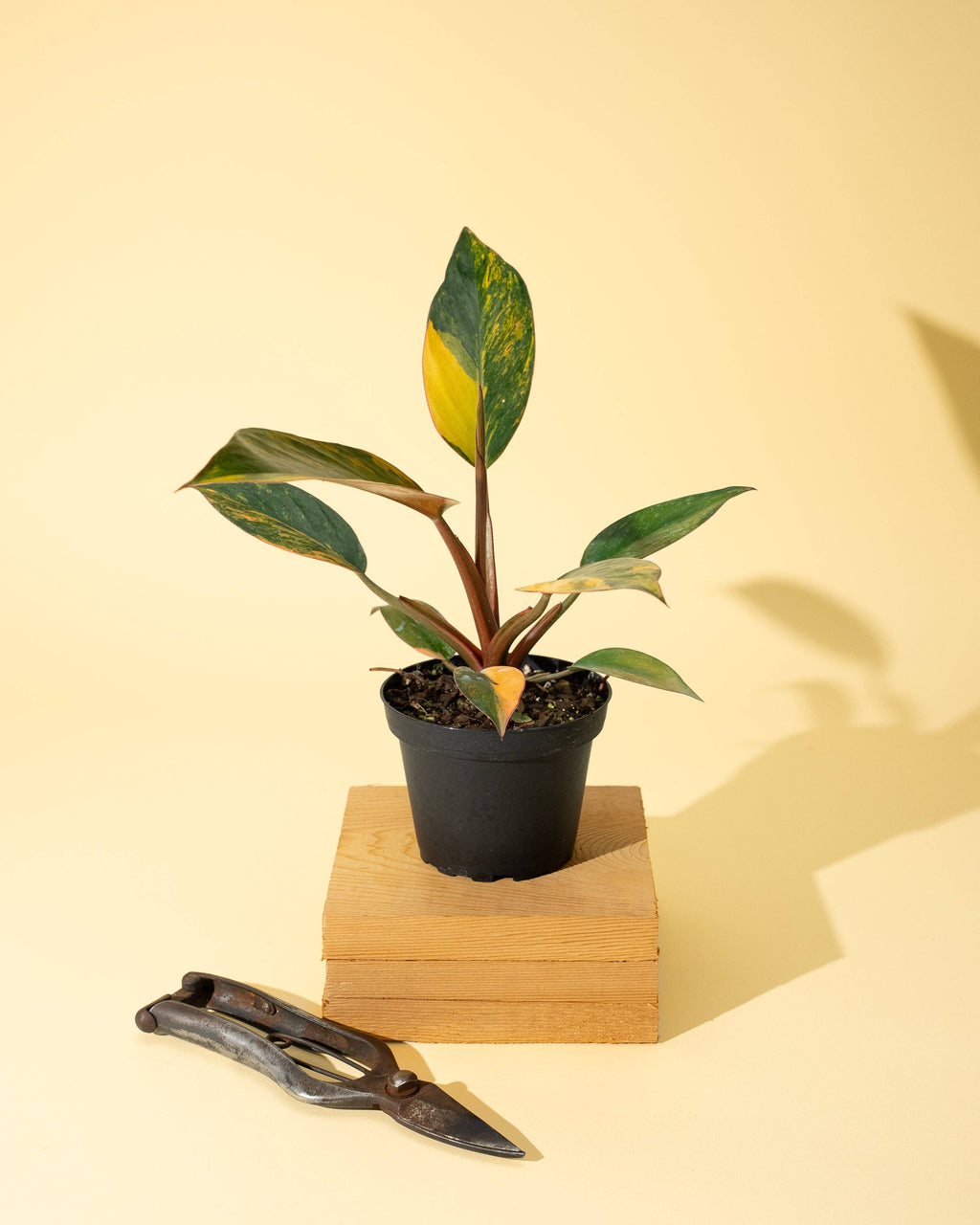 4" Variegated Philodendron Red Congo 'Red Hot'