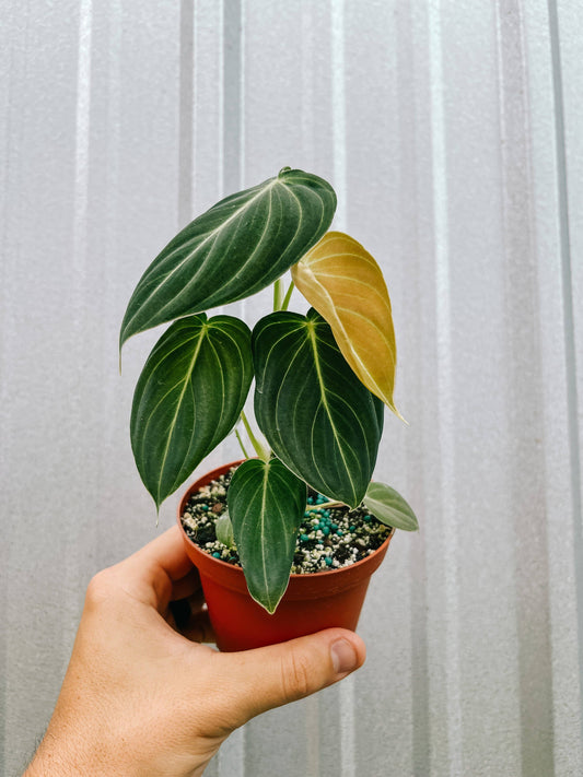 4" Philodendron 'Melanochrysum'