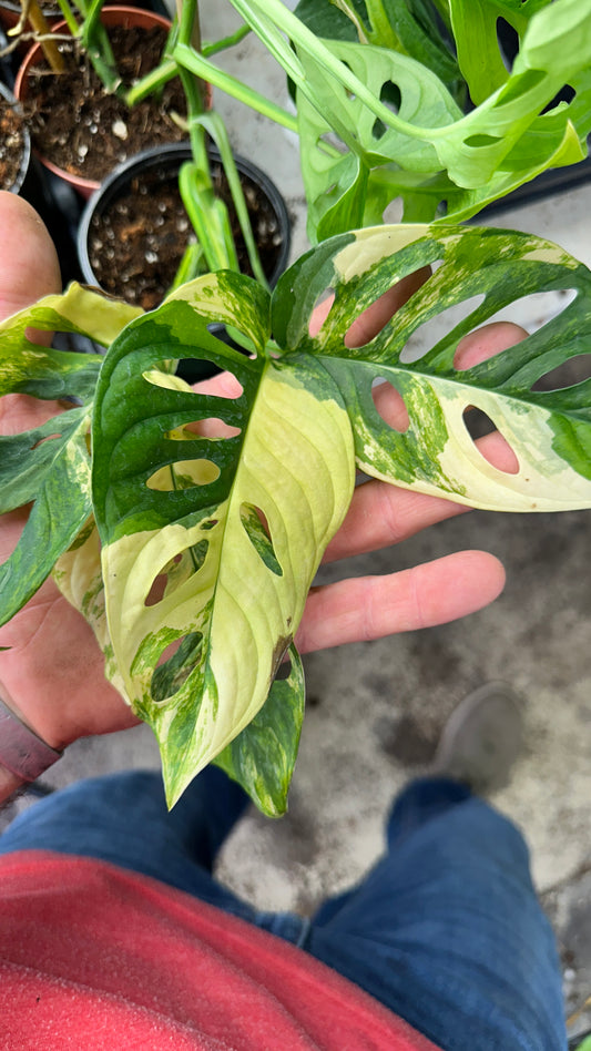 Monstera Adansonii Aurea Variegated 4” Growers Choice