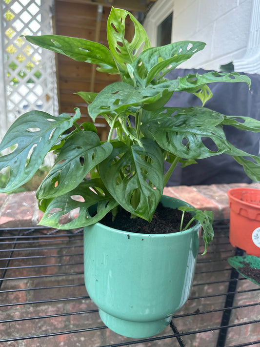 VHS- Swiss Cheese Plant