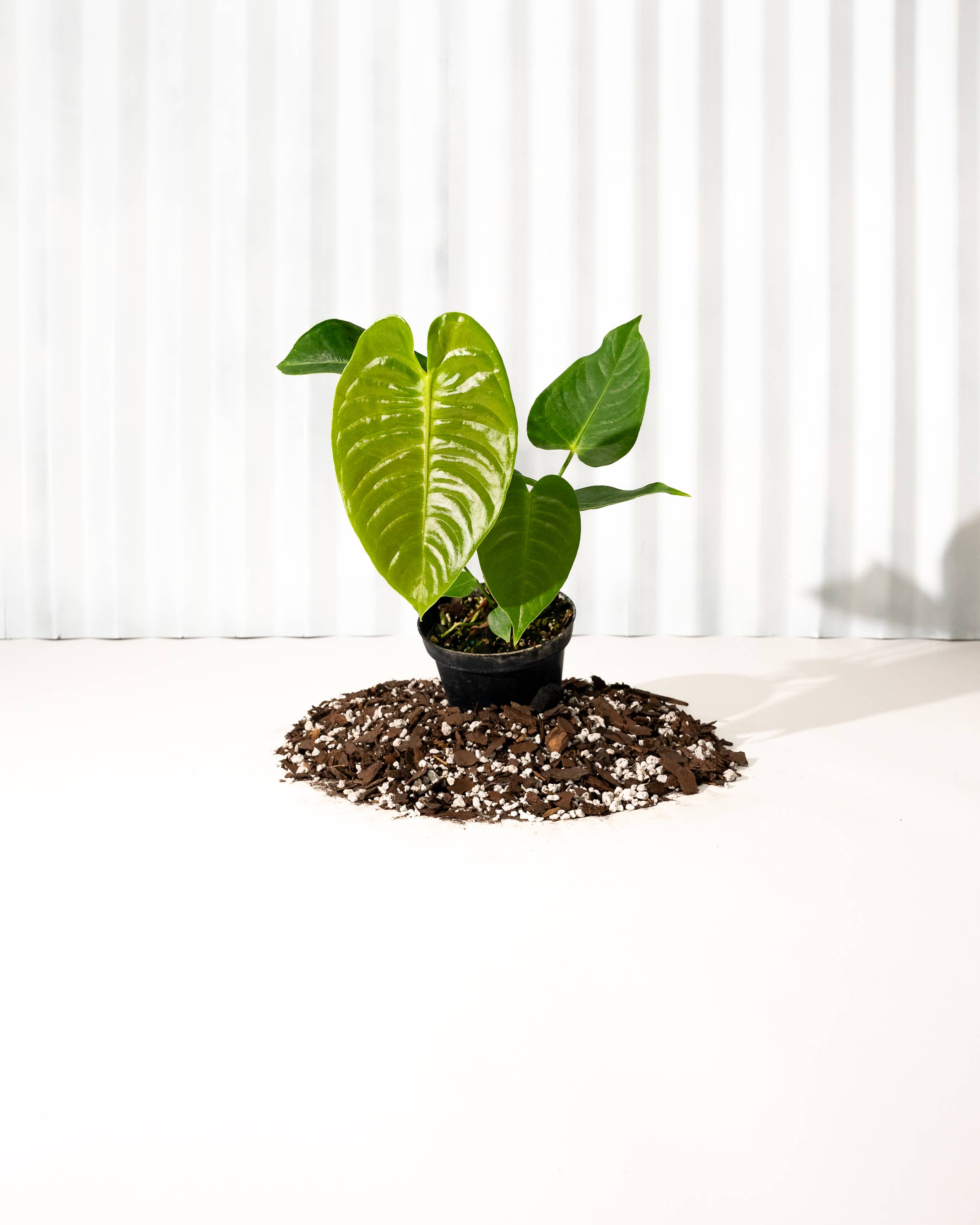 4" Anthurium 'Veitchii'