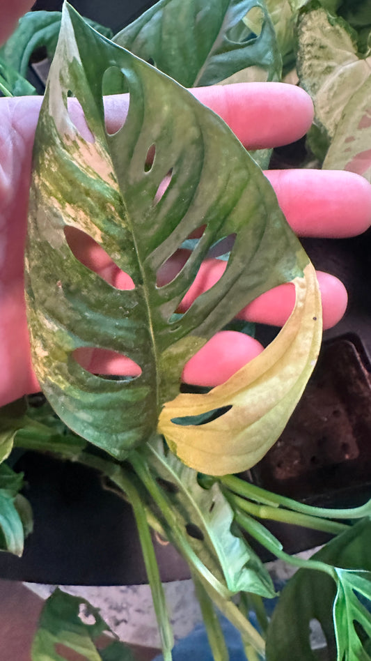 Monstera Adansonii Aurea Variegated 4” Growers Choice