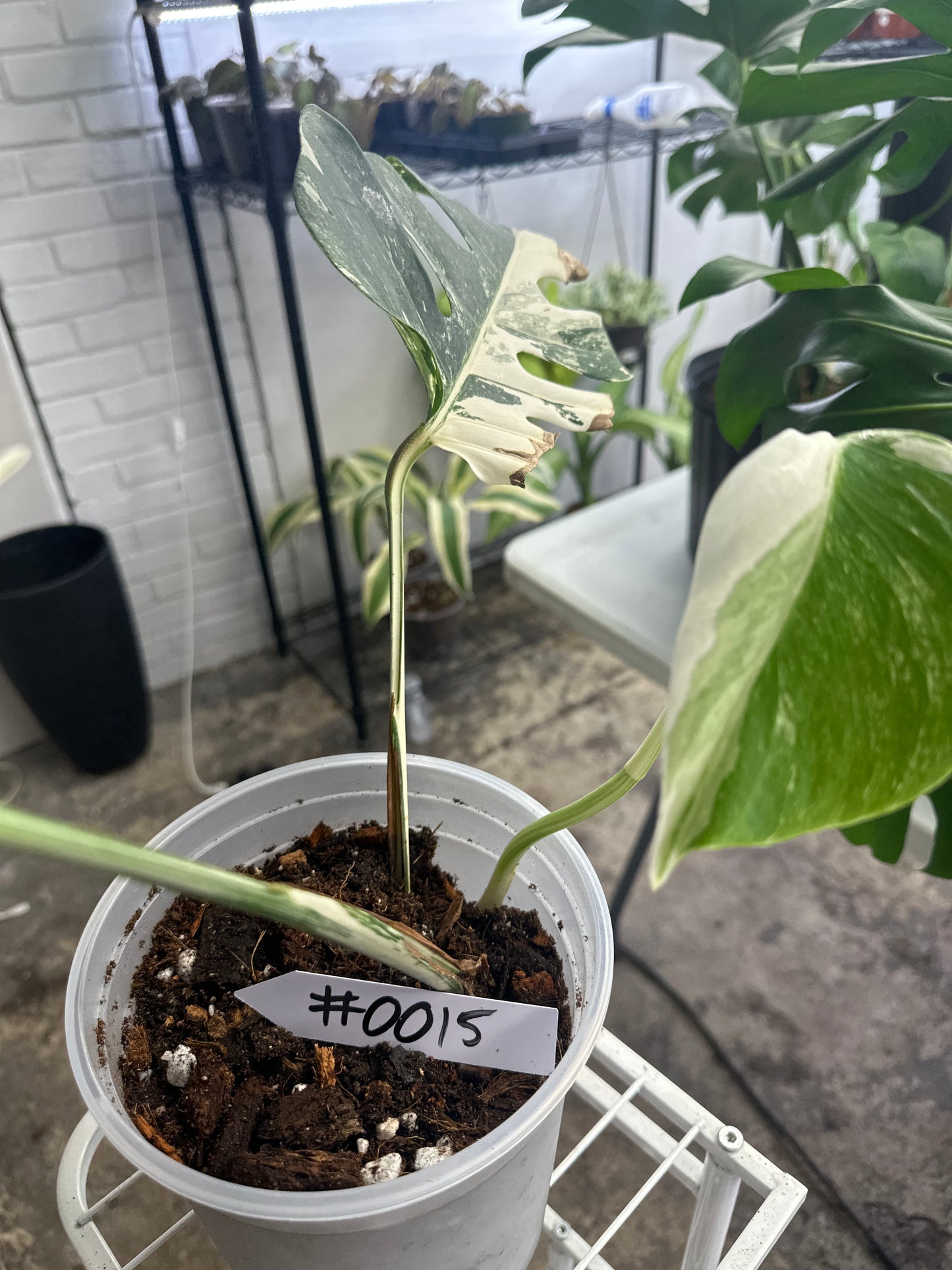 Monstera Albo Freshly Rooted Cutting - 0015