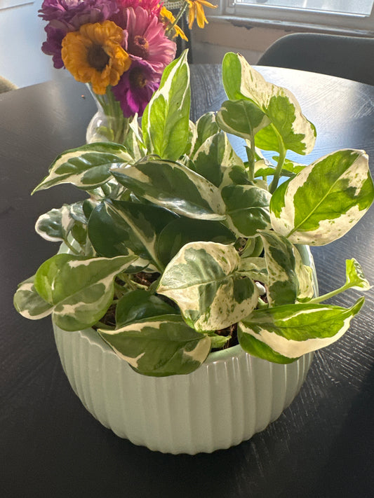 Pothos NJoy - Vagabond Hair Studio Consignment
