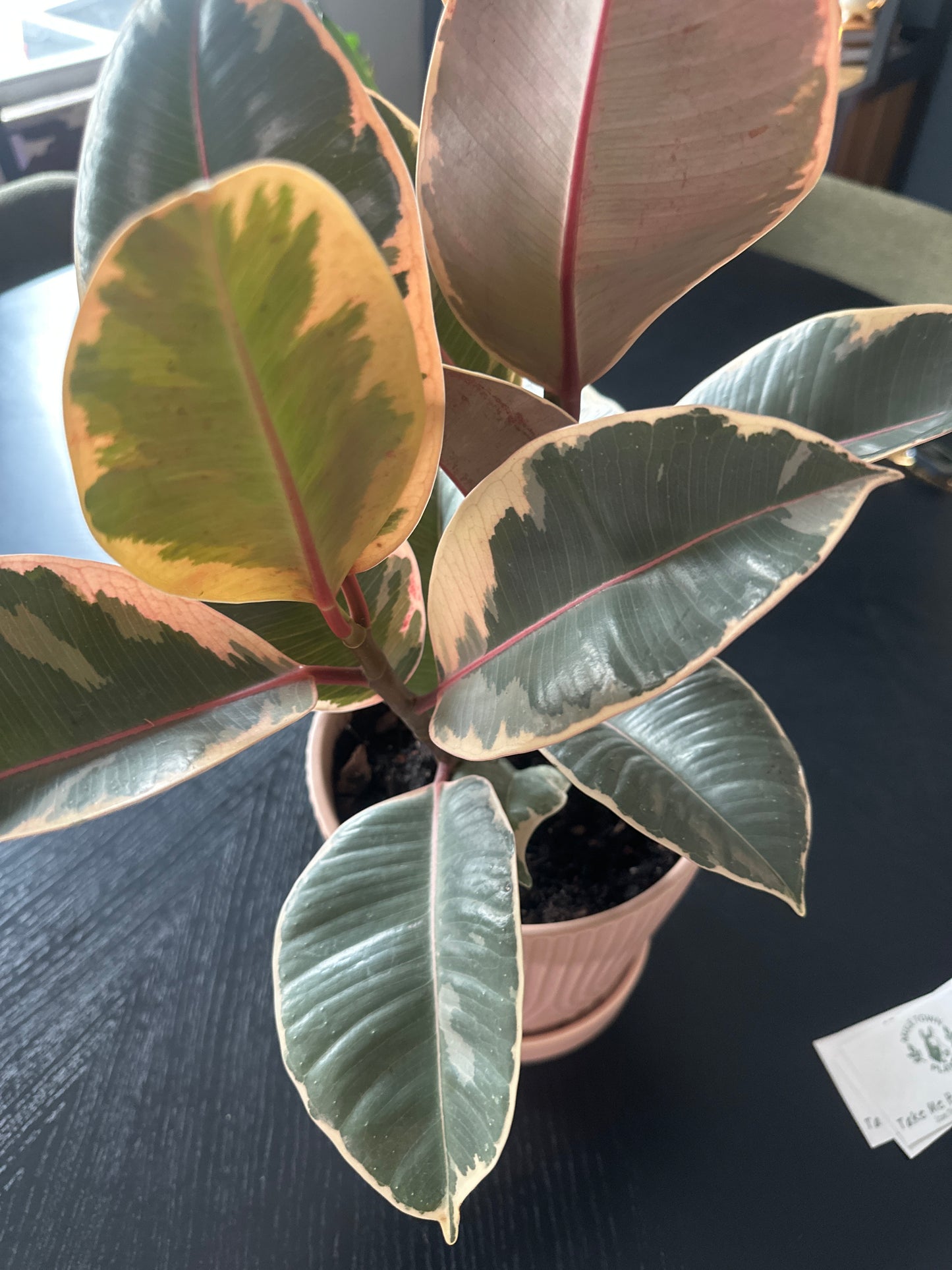 Ficus Elastica ‘Ruby’ – Variegated Rubber Plant