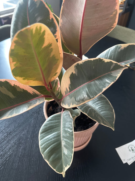 Ficus Elastica ‘Ruby’ – Variegated Rubber Plant