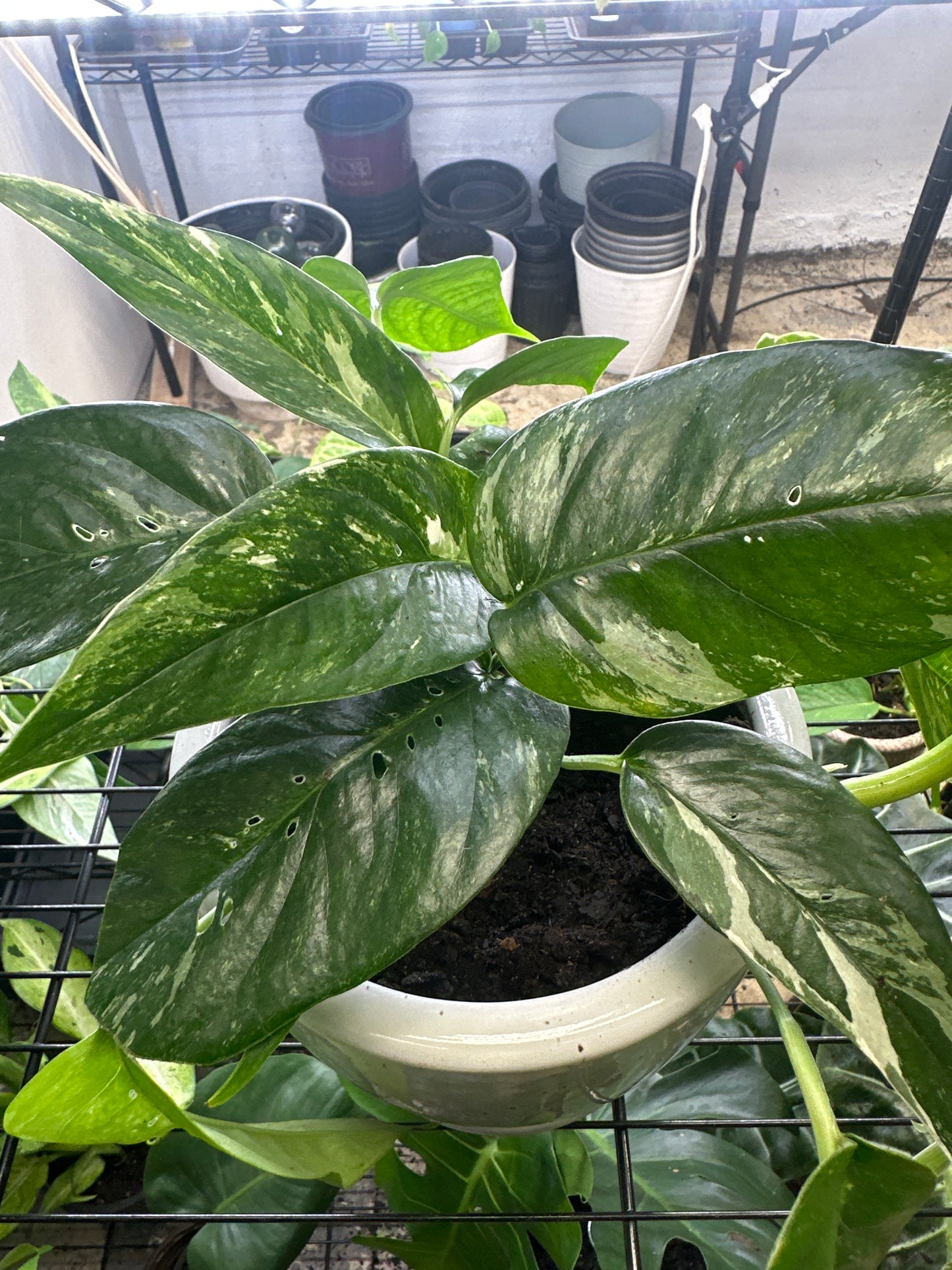 Pothos Albo Variegata