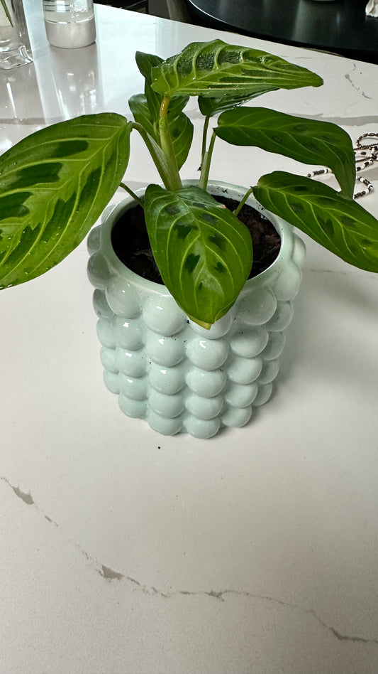 Prayer Plant (Maranta leuconeura)