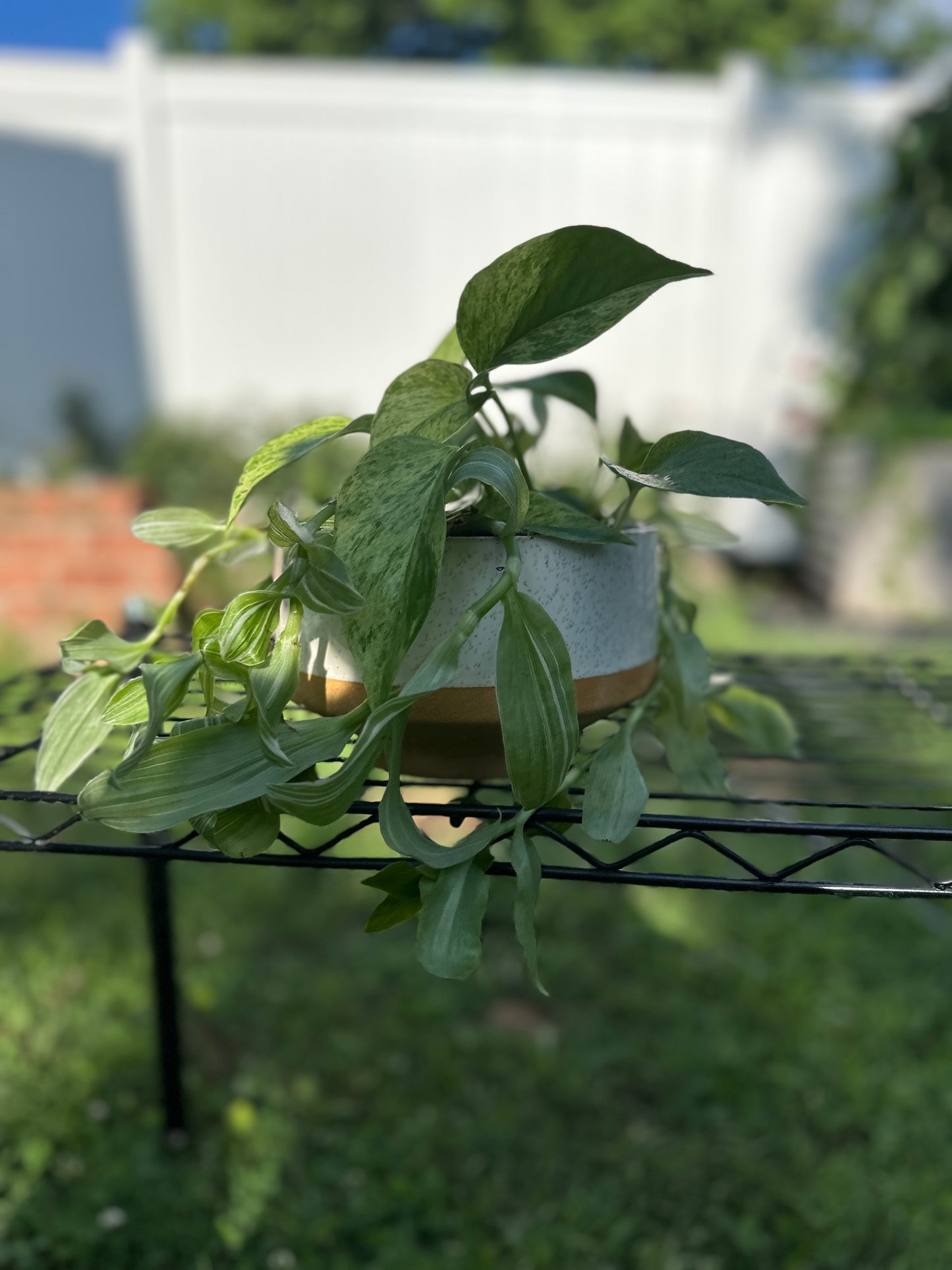 Marble Queen Pothos - IN PERSON PURCHASE