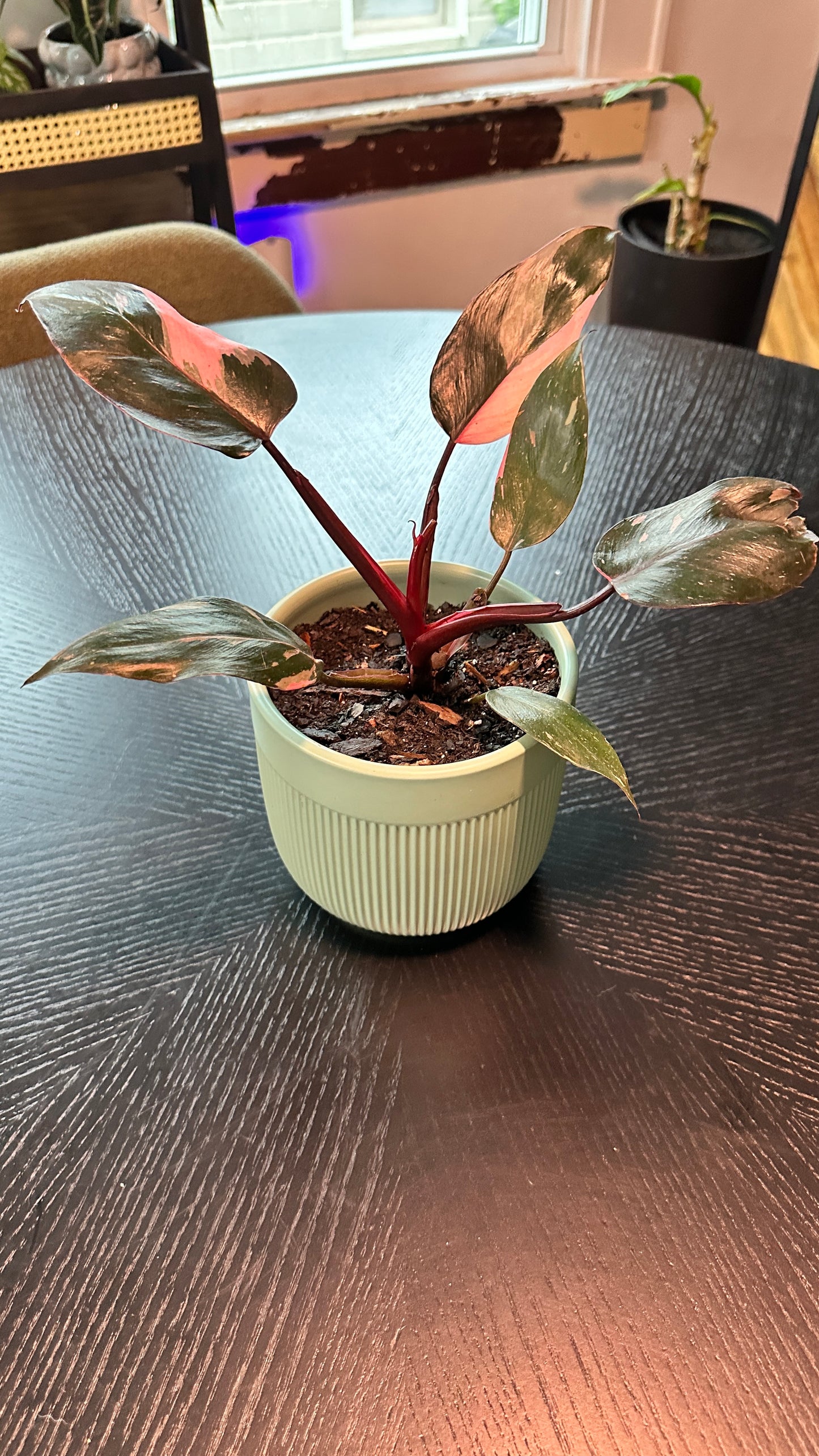 Philodendron Pink Princess