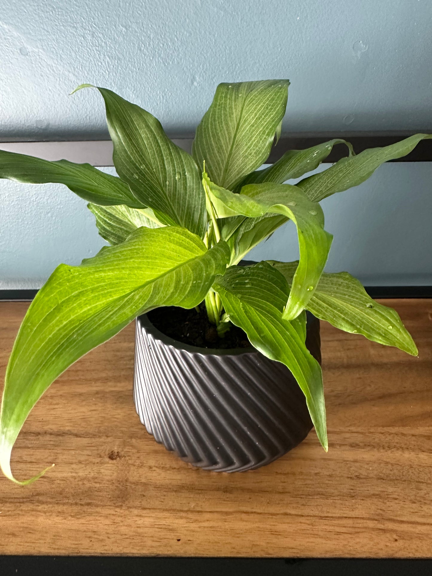 Spathiphyllum 'Platinum Mist'