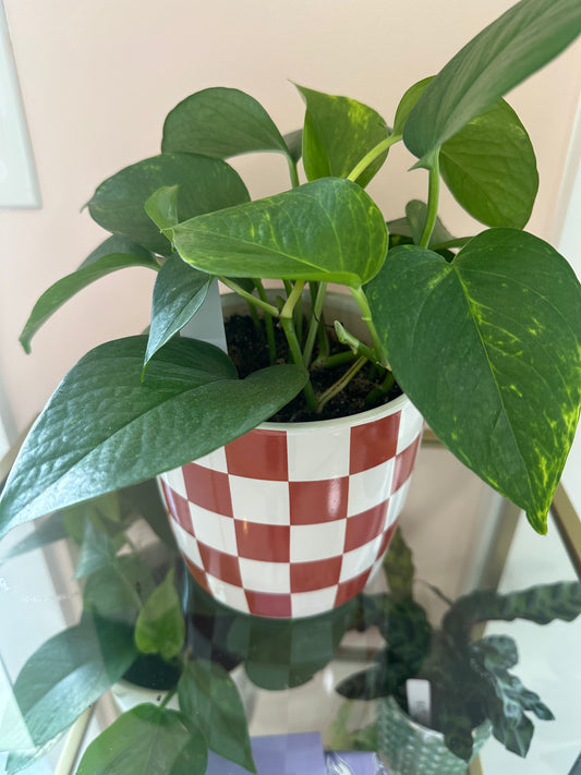 Golden Pothos (Epipremnum aureum)