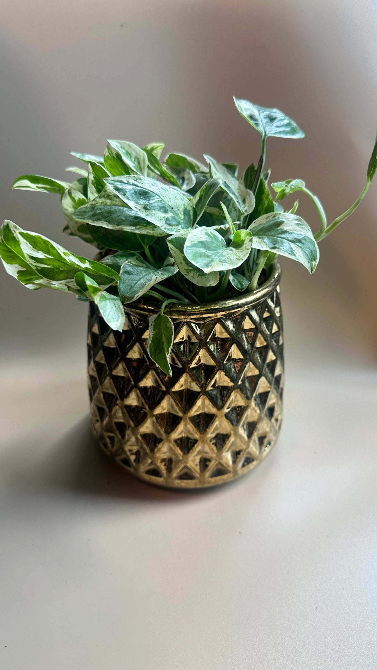 Epipremnum aureum 'N'Joy' (N'Joy Pothos)