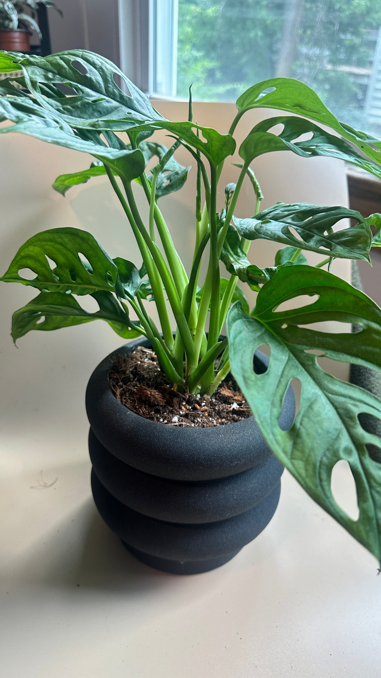 Monstera adansonii (Swiss Cheese Plant