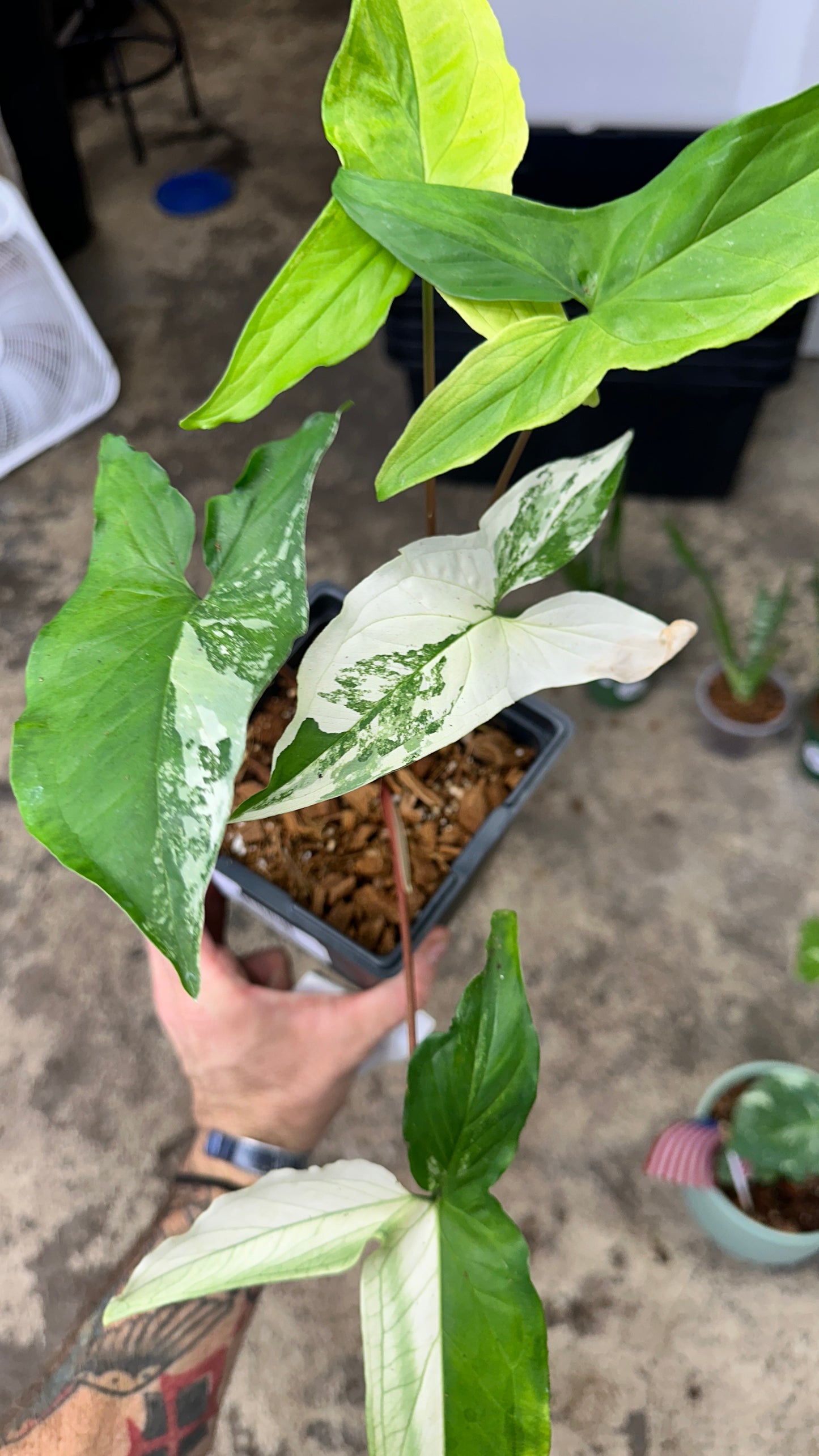Albo Syngonium - 112