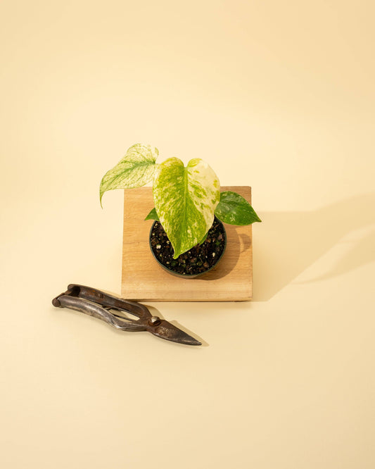 3.5" Monstera 'Mint'