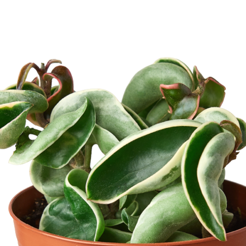 HOYA ROPE VARIEGATED 4-inch